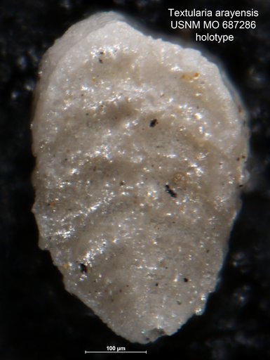 Textularia arayensis Bermúdez & Fuenmayor, 1966