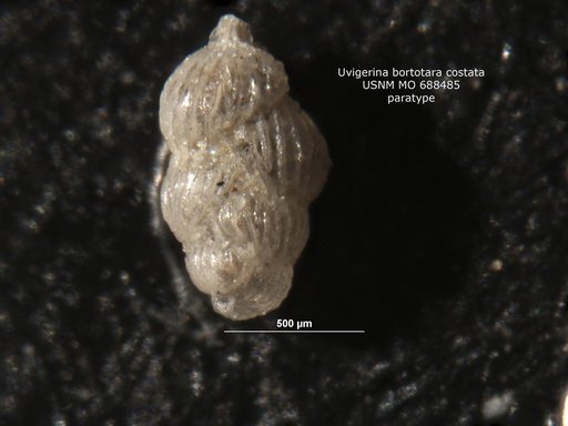 Uvigerina bortotara var. costata Dorreen, 1948