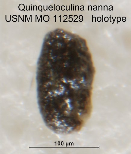 Quinqueloculina nanna Loeblich & Tappan, 1950