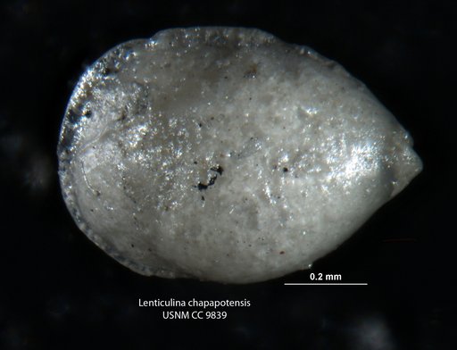 Lenticulina chapapotensis Cole, 1928