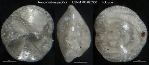 Neoconorbina pacifica Leroy, 1964