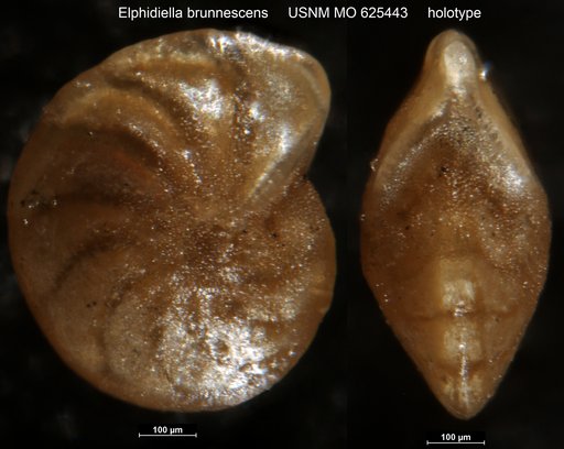 Elphidiella ? brunnescens Todd, 1957
