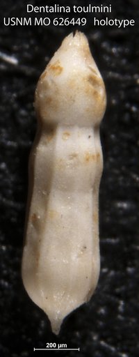 Dentalina toulmini Olsson, 1960
