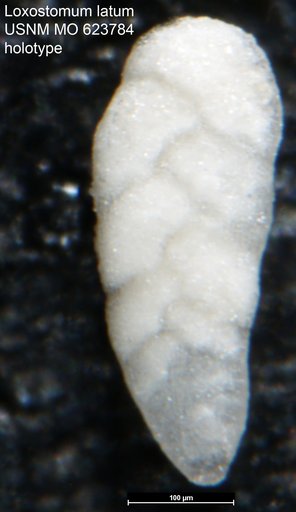 Loxostomum latum Todd, 1957