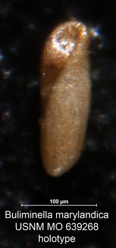 Buliminella marylandica Nogan, 1964