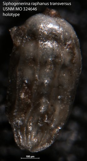 Siphogenerina raphanus var. transversus Cushman, 19181