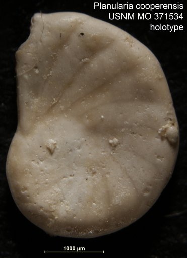 Planularia cooperensis Cushman, 1933