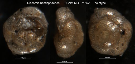 Discorbis hemisphaerica Cushman, 1931
