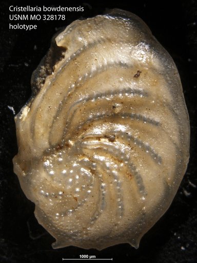 Cristellaria bowdenensis Cushman, 1919