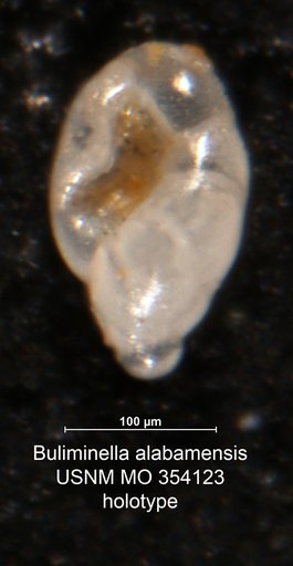 Buliminella alabamensis Cushman, 1926