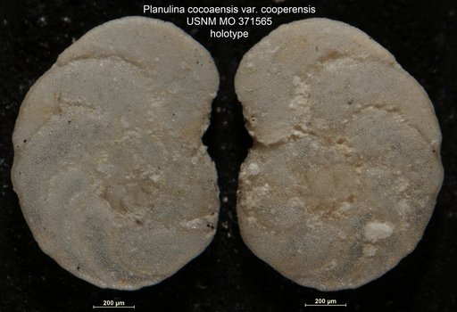 Planulina cocoaensis var. cooperensis Cushman, 1933