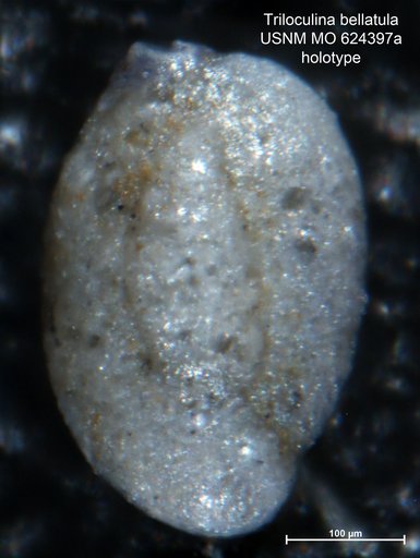 Triloculina bellatula (Bandy, 1950)