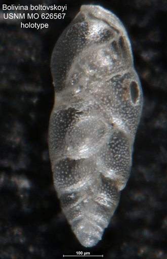 Bolivina (Loxostomum) boltovskoyi Smith, 1963
