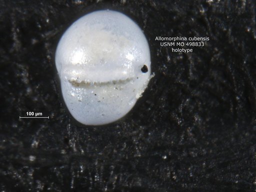 Allomorphina cubensis Palmer & Bermúdez, 1936