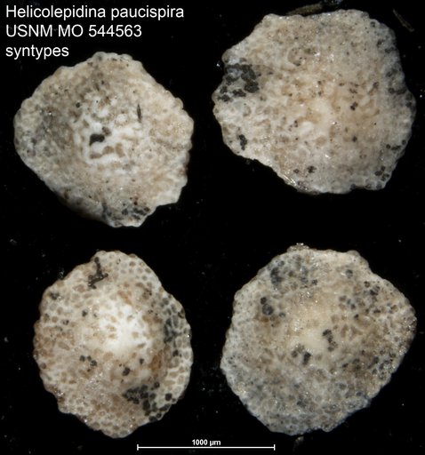 Helicolepidina paucispira Barker & Grimsdale, 1936