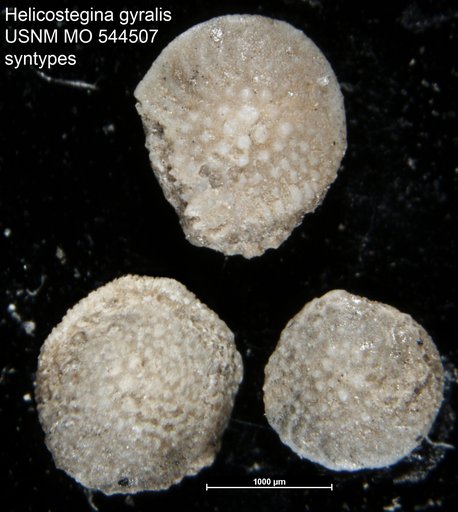 Helicostegina gyralis Barker & Grimsdale, 1936