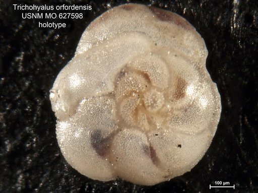 Trichohyalus orfordensis Hamlin, 1960
