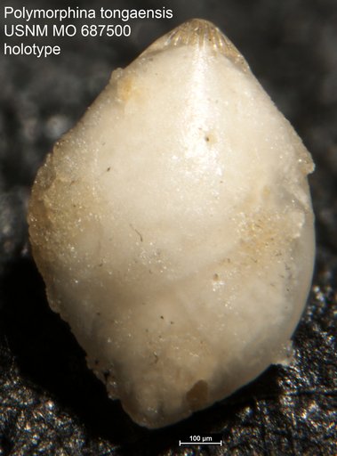 Polymorphina tongaensis Todd, 1970