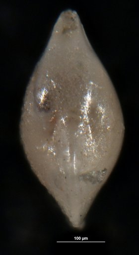 Robulus spasticus Israelsky, 1955