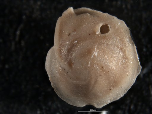 Robulus mysticus Israelsky, 1955