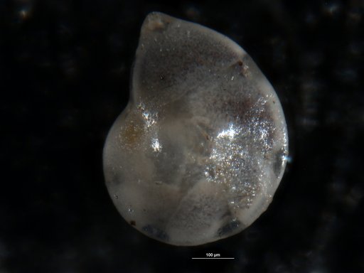 Robulus sanus Israelsky, 1955