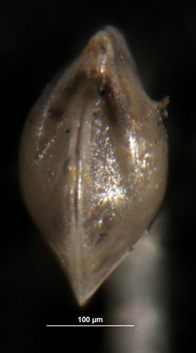 Robulus pudibundus Israelsky, 1955