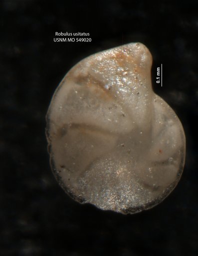 Robulus usitatus Israelsky, 1955