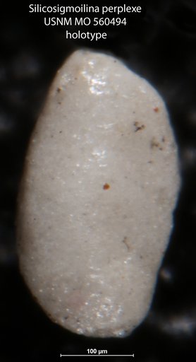 Silicosigmoilina (Bramlettia) perplexa Israelsky, 1951