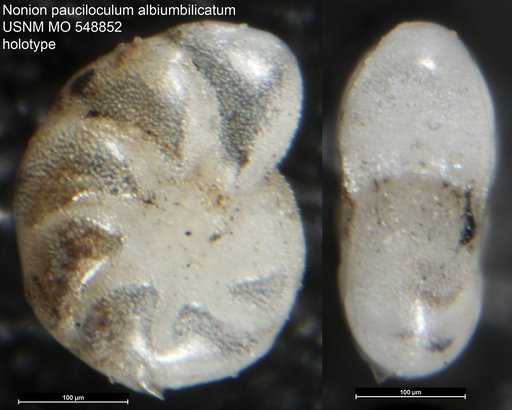 Nonion pauciloculum albiumbilicatum Weiss, 1954