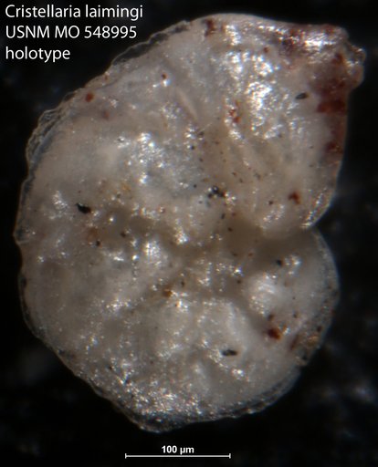Cristellaria laimingi Israelsky, 1955