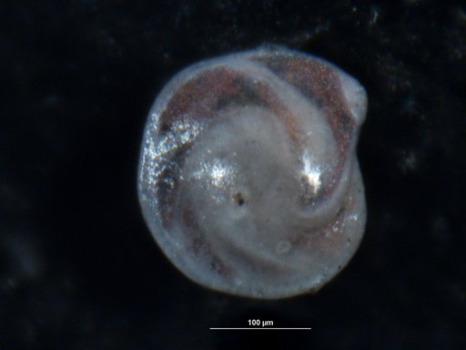 Robulus globangulata Israelsky, 1955