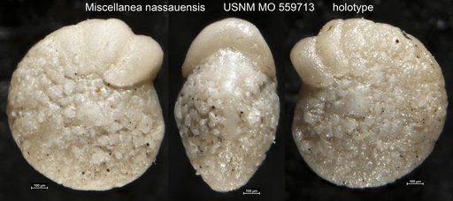Miscellanea nassauensis Applin & Jordan, 1945