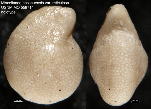 Miscellanea nassauensis var. reticulosa Applin & Jordan, 1945