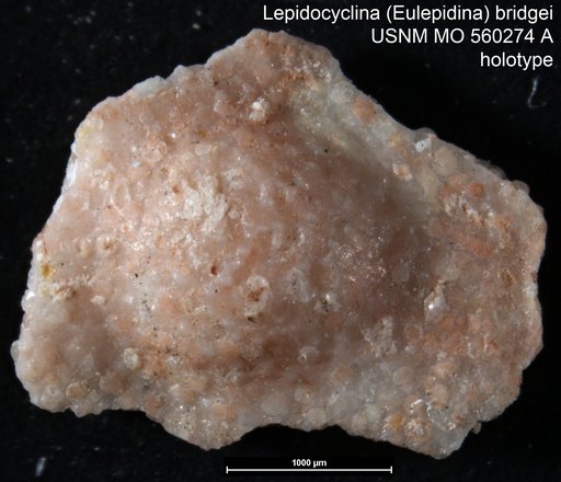 Lepidocyclina (Eulepidina) bridgei Cole, 1953