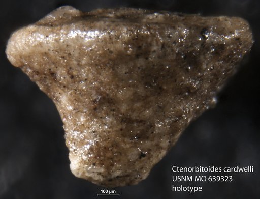 Ctenorbitoides cardwelli Brönnimann, 1958