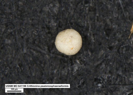 Crithionina psammosphaeraeformis Conkin & Conkin, 1964