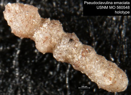 Pseudoclavulina emaciata Israelsky, 1951