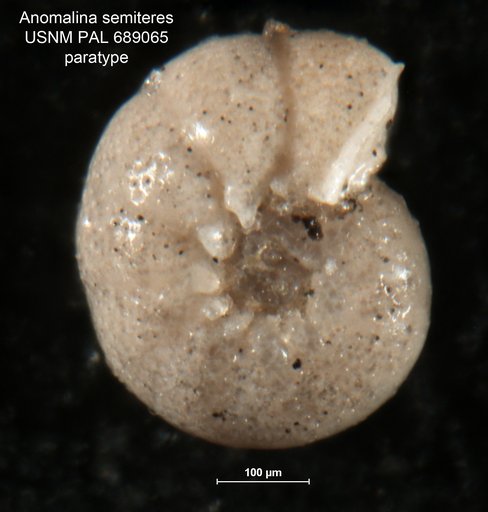 Anomalina semiteres Finlay, 1940