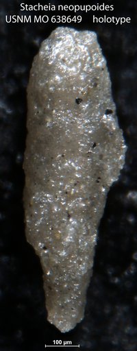 Stacheia neopupoides Conkin, 1961