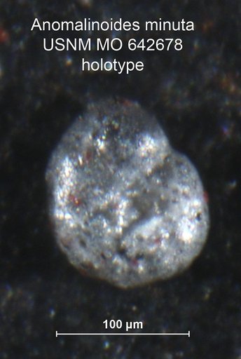 Anomalinoides minuta Mello, 1969