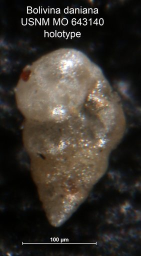 Bolivina daniana Nakkady & Talaat, 1959