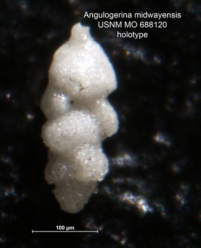 Angulogerina midwayensis Todd & Low, 1970
