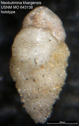 Neobulimina khargensis Nakkady & Talaat, 1959