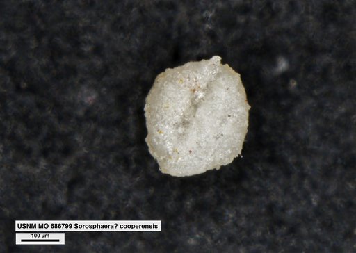Sorosphaera ? cooperensis Conkin et al., 1968