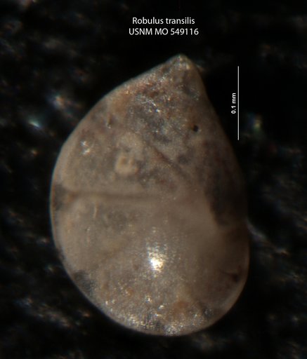 Robulus transilis Israelsky, 1955