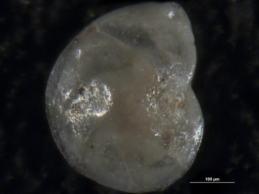 Robulus interritus Israelsky, 1955