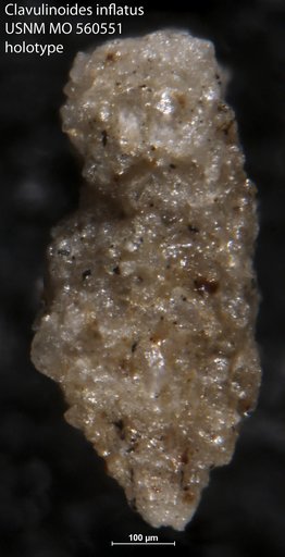Clavulinoides inflatus Israelsky, 1951