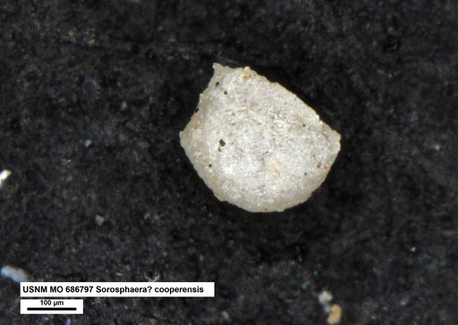 Sorosphaera ? cooperensis Conkin et al., 1968