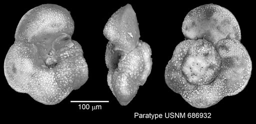 Globorotalia cavernula Be, 1967