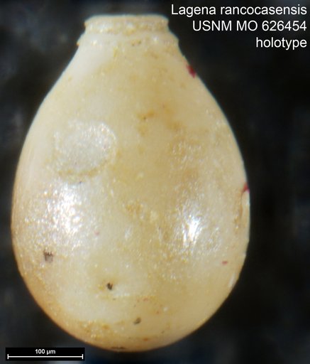 Lagena rancocasensis Olsson, 1960